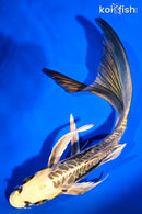 8.5" ARAGOKE KIN KIKOKURYU BUTTERFLY