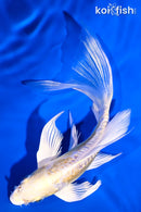 6" DOITSU YAMABUKI OGON BUTTERFLY