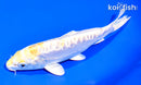 6.5" DOITSU HARIWAKE