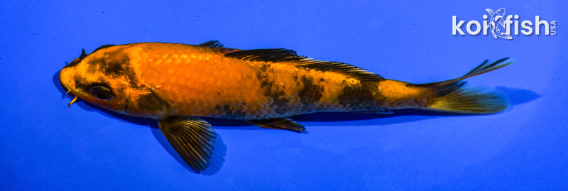 5.5" HI UTSURI