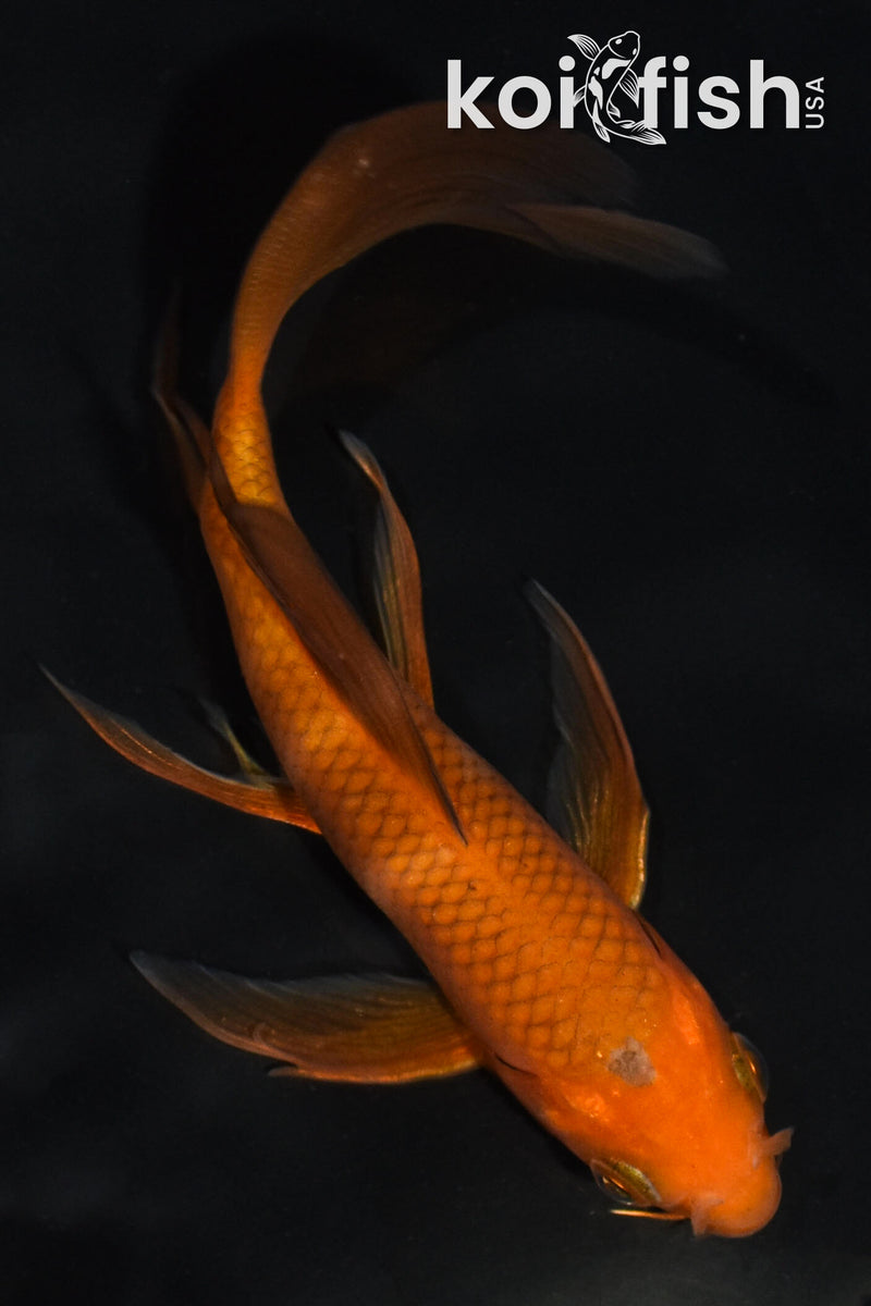 5" CHAGOI BUTTERFLY