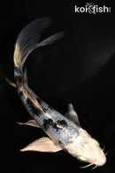 5.25" GIN SHIRO BEKKO BUTTERFLY