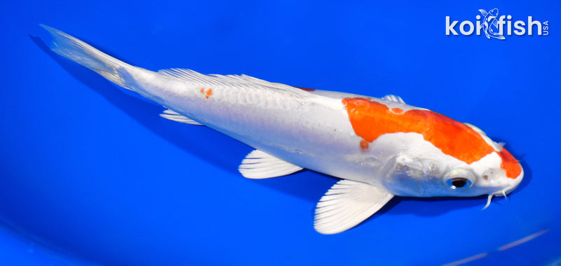 8" KIKUSUI