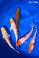 PACK OF (5) 5.25-5.5" STANDARD KOI