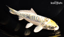 6.5" KIN KIKOKURYU