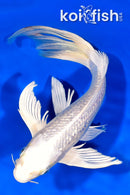 9.25" GINRIN PLATINUM OGON BUTTERFLY