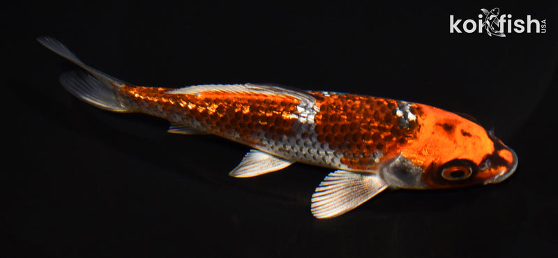 5.75" GINRIN BENI GINGA