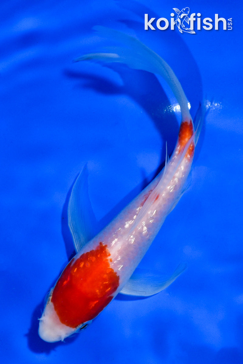 5.5" GINRIN KOHAKU BUTTERFLY