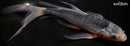10.75" ASAGI BUTTERFLY