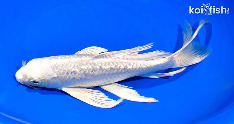 9.25" GINRIN PLATINUM OGON BUTTERFLY