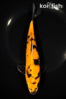 8.25" HI UTSURI