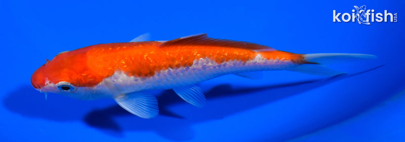 5.25" GINRIN KOHAKU