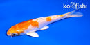 5" HARIWAKE