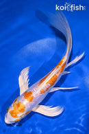 8.75" KIKUSUI BUTTERFLY