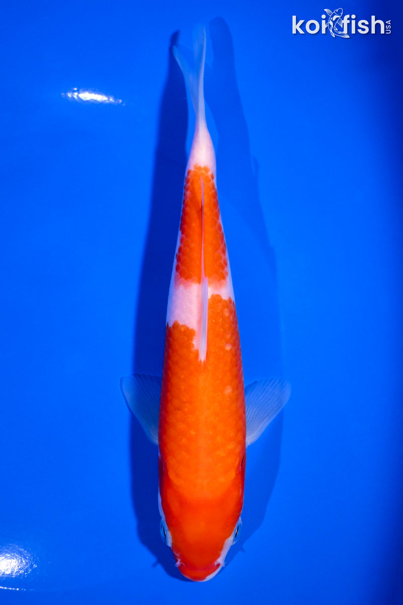 7" NIDAN KOHAKU