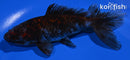 5.75" CALICO WAKIN GOLDFISH