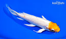6.75" GINRIN HARIWAKE BUTTERFLY