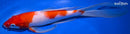 9.75" KOHAKU BUTTERFLY