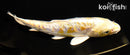 6.75" ARAGOKE LEMON HARIWAKE