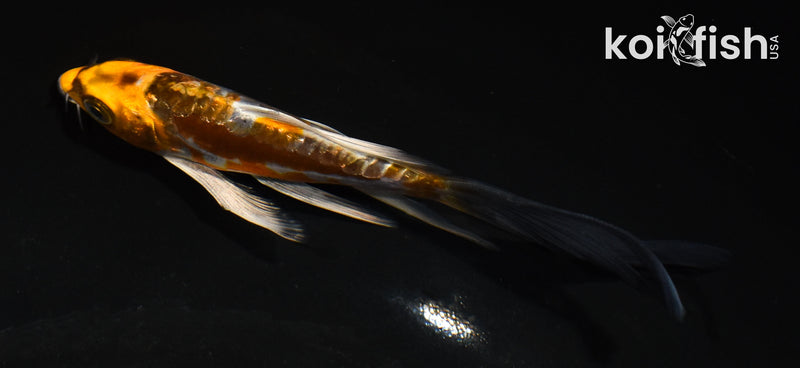 5" GINRIN BENI KIKOKURYU BUTERFLY