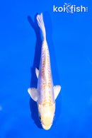 4.5" DOITSU LEMON HARIWAKE