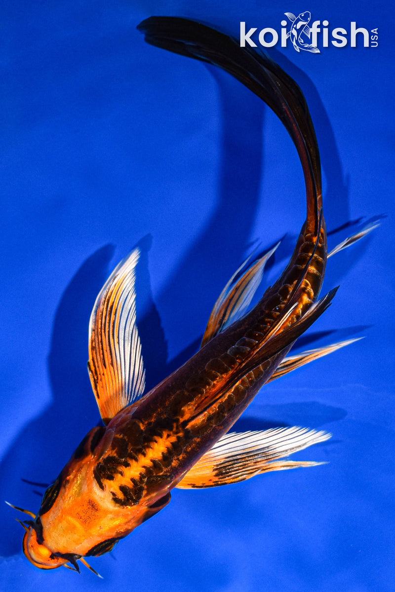 6.5" DOITSU ORENJI MATSUBA BUTTERFLY