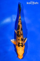 5.5" ARAGOKE ORENJI BEKKO