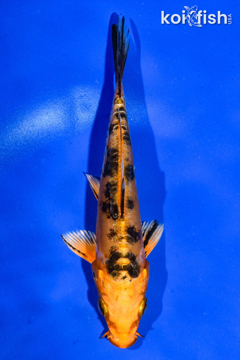 5.5" ARAGOKE ORENJI BEKKO