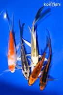 PACK OF (5) 4.5-5.5" BUTTERFLY KOI