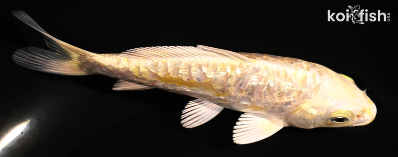 5" GINRIN ARAGOKE YAMABUKI OGON