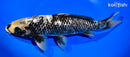 11.25" GINRIN MATSUKAWABAKE