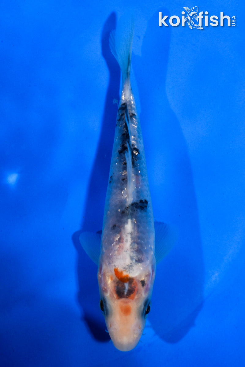 4.5" GINRIN SANKE