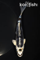 5.25" BENI KIKOKURYU