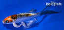 5.75" BENI KIKOKURYU BUTTERFLY