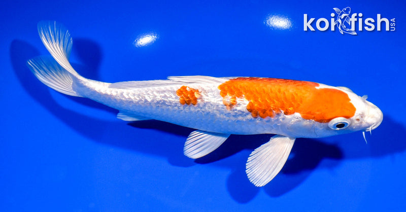8.25" GINRIN HARIWAKE