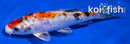 5.5" GINRIN YAMATO NISHIKI