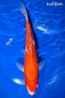 10.75" KOHAKU