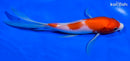 6.5" KOHAKU BUTTERFLY