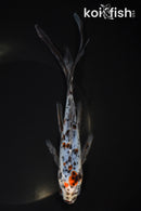 7.75" SHUBUNKIN GOLDFISH