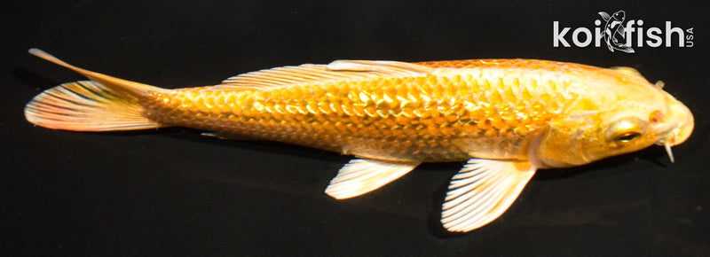 7.5" GINRIN YAMABUKI OGON