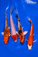 PACK OF (4) 5-6" IMPERFECT STANDARD KOI
