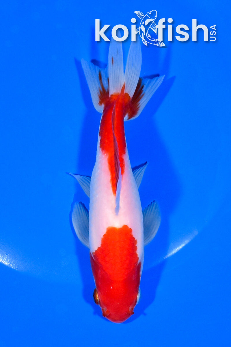 5.25" SARASA WAKIN GOLDFISH