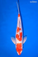 13.25" GINRIN SANKE