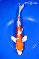 10.75" HEISEI NISHIKI