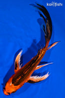 7.75" ORENJI MATSUBA BUTTERFLY