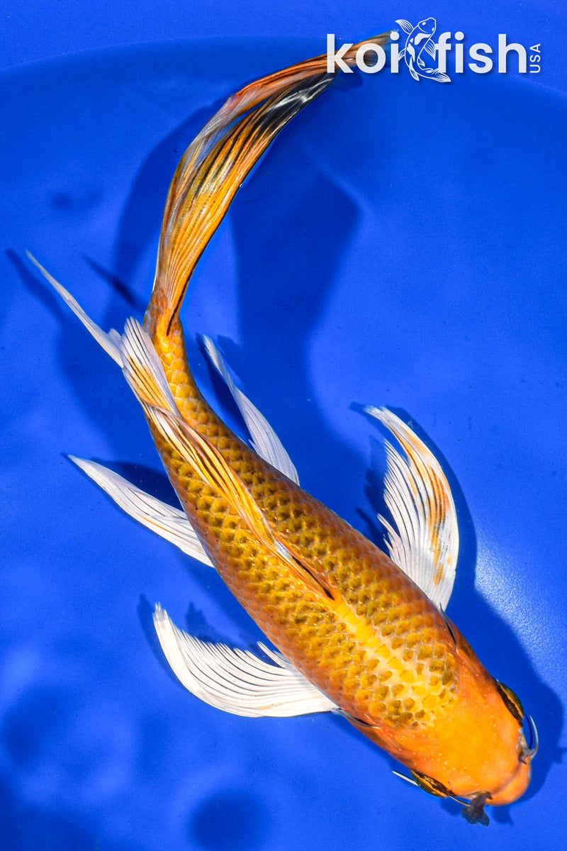 8.5" ORENJI MATSUBA BUTTERFLY