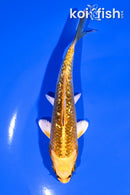 5.25" GINRIN KUJAKU