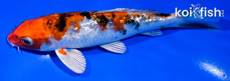 5" GINRIN YAMATO NISHIKI