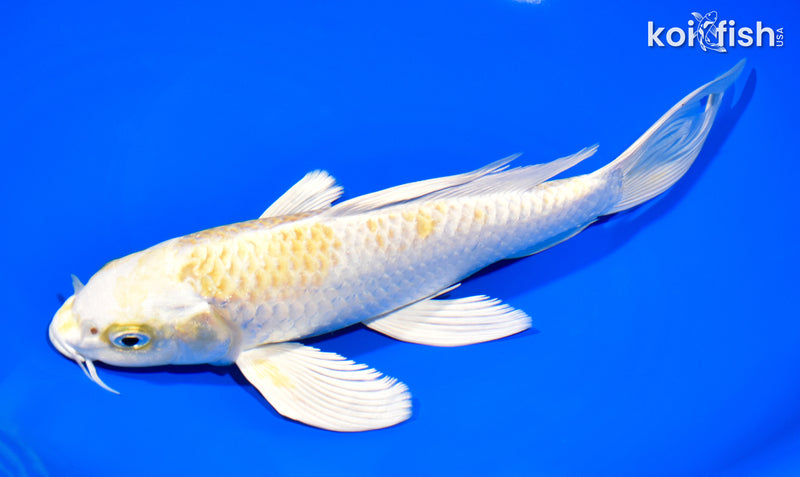 9.25" LEMON HARIWAKE BUTTERFLY