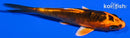 4.25" KIN ORENJI MATSUBA